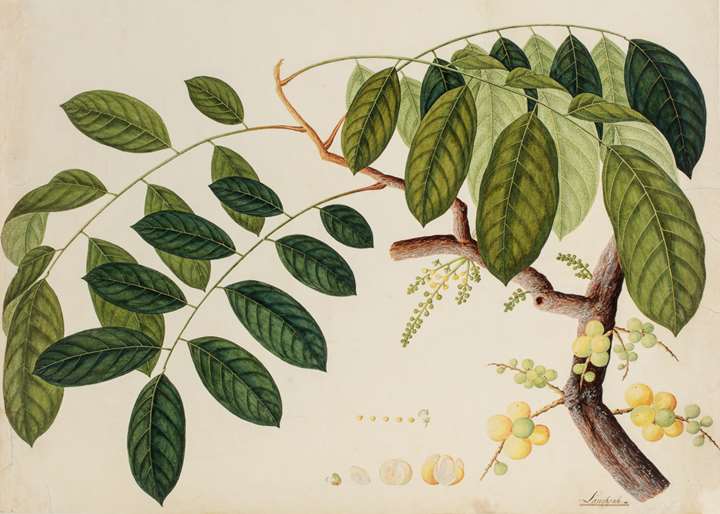 A Study of a Langsat Tree (lansium parasiticum) 